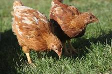 12 Pullets (young hens), ISA Brown, 6 weeks old, off heat - Photo 5