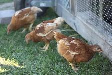 12 Pullets (young hens), ISA Brown, 6 weeks old, off heat - Photo 6