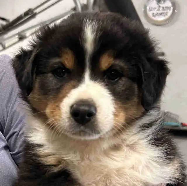 Pure Bred Australian Shepherd Pups