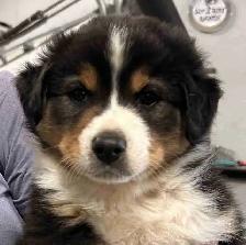 Pure Bred Australian Shepherd Pups