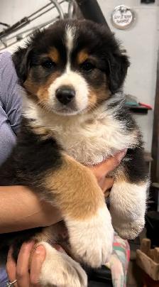 Pure Bred Australian Shepherd Pups - Photo 2