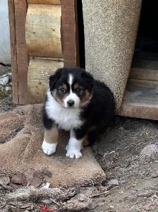 Pure Bred Australian Shepherd Pups - Photo 6