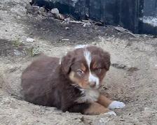 Pure Bred Australian Shepherd Pups - Photo 7