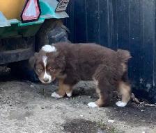 Pure Bred Australian Shepherd Pups - Photo 8