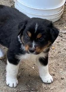 Pure Bred Australian Shepherd Pups - Photo 10