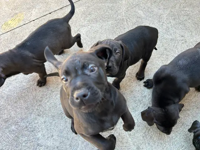 Weimaraner Mastiff Puppies take home today :)