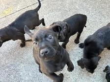 Weimaraner Mastiff Puppies take home today :)