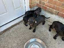 Weimaraner Mastiff Puppies take home today :) - Photo 2