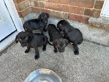 Weimaraner Mastiff Puppies take home today :) - Photo 3