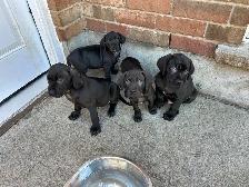 Weimaraner Mastiff Puppies take home today :) - Photo 4