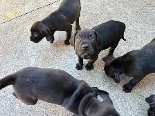 Weimaraner Mastiff Puppies take home today :) - Photo 5