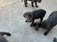 Weimaraner Mastiff Puppies take home today :) - Photo 6