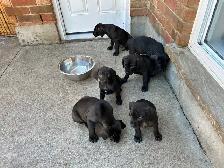 Weimaraner Mastiff Puppies take home today :) - Photo 7