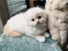 Ragdoll Scottish Fold Kitten (Boy) - Photo 2