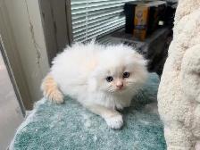 Ragdoll Scottish Fold Kitten (Boy) - Photo 5