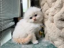 Ragdoll Scottish Fold Kitten (Boy) - Photo 7