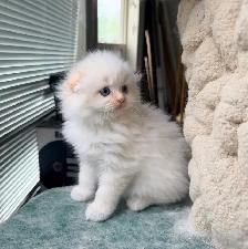 Ragdoll Scottish Fold Kitten (Boy) - Photo 8