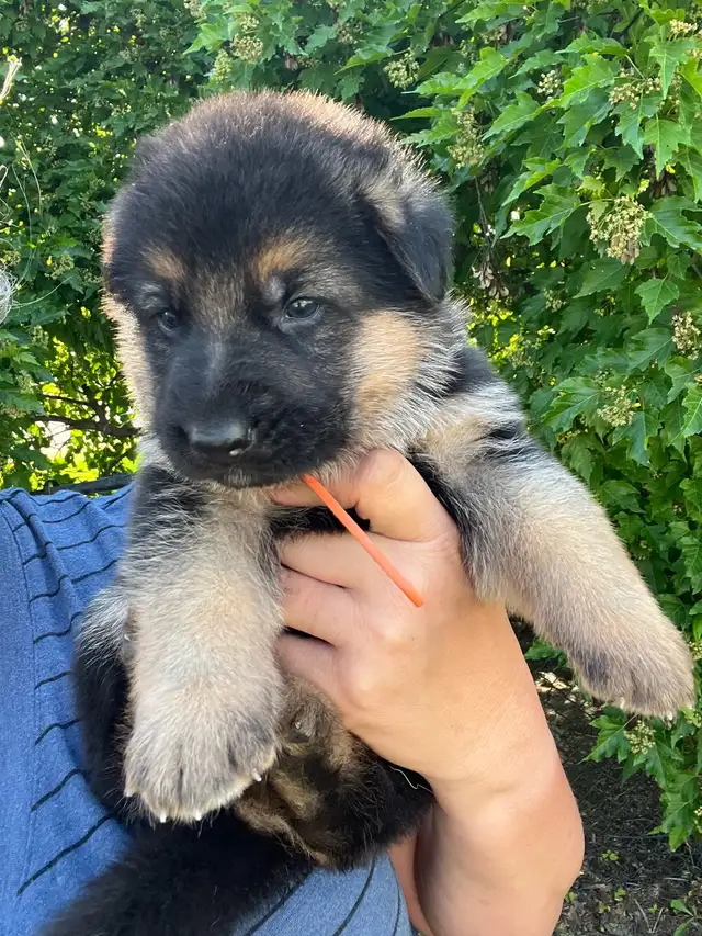 Purebred German Shepherd Puppies