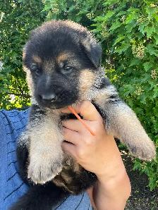 Purebred German Shepherd Puppies