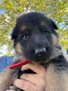 Purebred German Shepherd Puppies - Photo 2