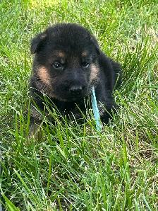 Purebred German Shepherd Puppies - Photo 3