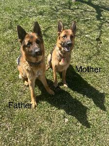 Purebred German Shepherd Puppies - Photo 4