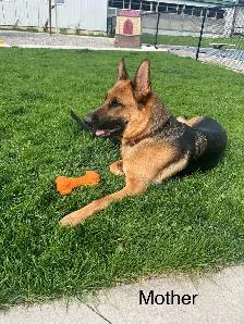 Purebred German Shepherd Puppies - Photo 5