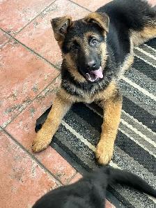 Purebred German Shepherd Puppies - Photo 6