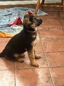 Purebred German Shepherd Puppies - Photo 7