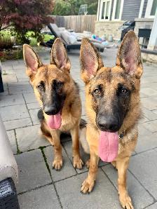 Purebred German Shepherd Puppies - Photo 8
