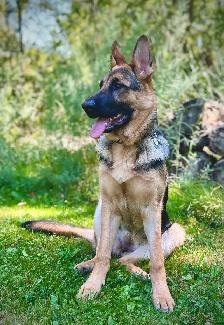 Purebred German Shepherd Puppies - Photo 9
