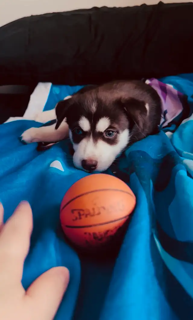 Full Breed Husky Puppies