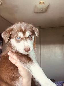 Full Breed Husky Puppies - Photo 2