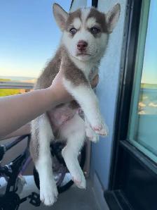 Full Breed Husky Puppies - Photo 5