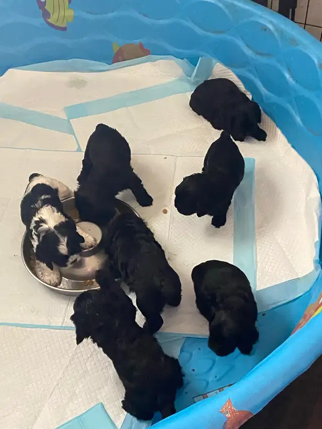 American Cocker Spaniel Puppies