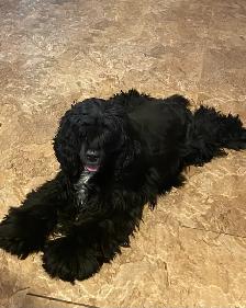 American Cocker Spaniel Puppies - Photo 2