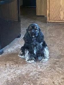American Cocker Spaniel Puppies - Photo 3