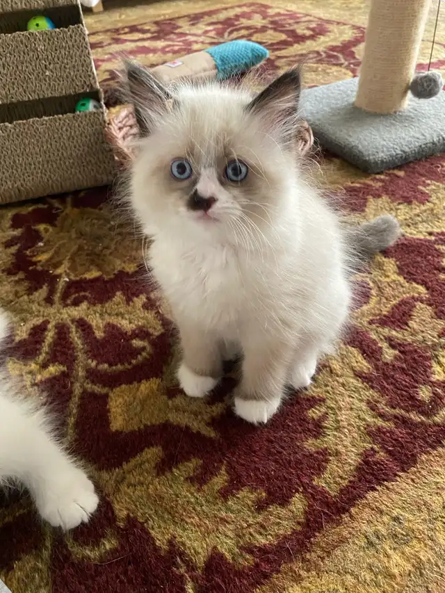 Siberian Neva Masquerade kittens genetically confirmed