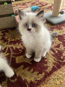 Siberian Neva Masquerade kittens genetically confirmed