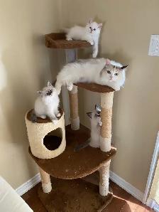 Siberian Neva Masquerade kittens genetically confirmed - Photo 2