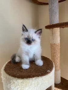 Siberian Neva Masquerade kittens genetically confirmed - Photo 3