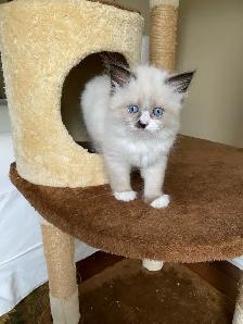 Siberian Neva Masquerade kittens genetically confirmed - Photo 4