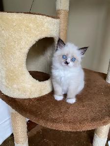 Siberian Neva Masquerade kittens genetically confirmed - Photo 5