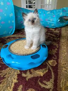 Siberian Neva Masquerade kittens genetically confirmed - Photo 6