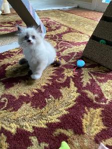 Siberian Neva Masquerade kittens genetically confirmed - Photo 7