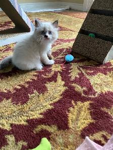 Siberian Neva Masquerade kittens genetically confirmed - Photo 8