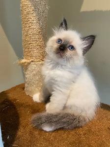 Siberian Neva Masquerade kittens genetically confirmed - Photo 9