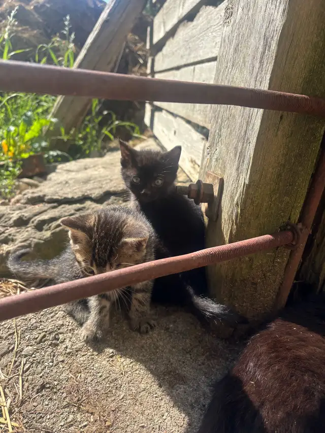 free kittens