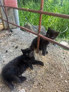 free kittens - Photo 2