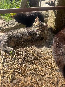 free kittens - Photo 3